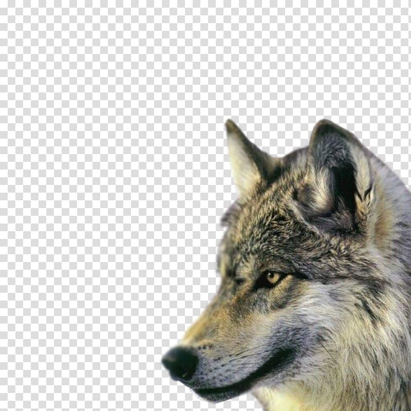 Rocky Mountains Northern Rocky Mountain wolf Dhole Wildlife Canis lupus youngi, Animal avatar transparent background PNG clipart