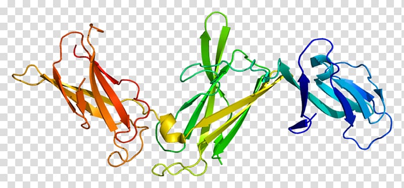 Interleukin 12 receptor, beta 1 subunit Interleukin-12 subunit beta Interleukin 23 subunit alpha, others transparent background PNG clipart