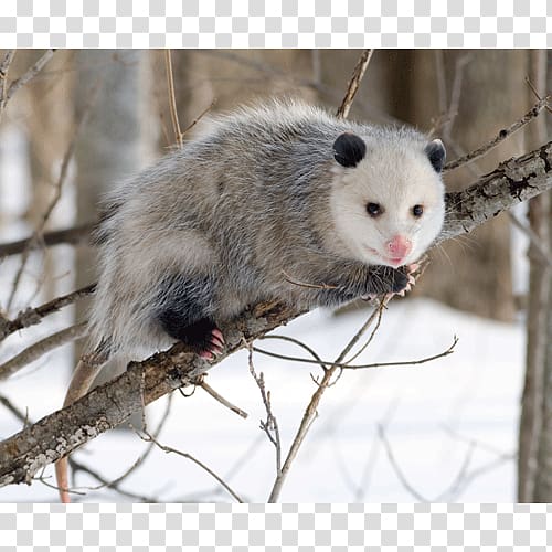 Virginia opossum Eating Marsupial Great American Interchange, others transparent background PNG clipart