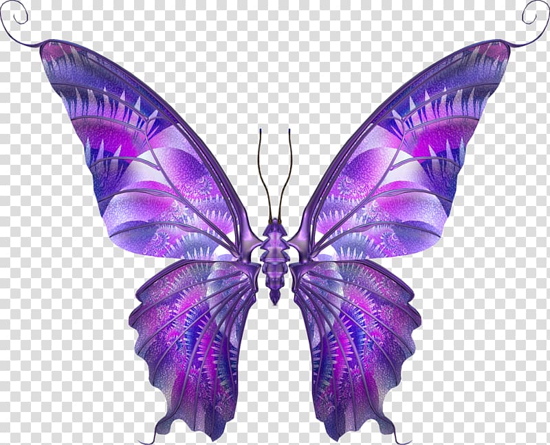 Insect Drawing Butterflies and moths Sketch, butterfly transparent background PNG clipart