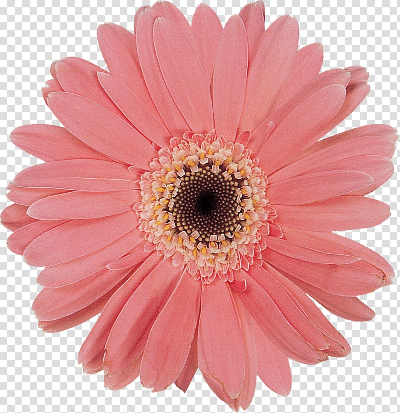 Daisy family Cut flowers Chrysanthemum Oxeye daisy, gerbera transparent background PNG clipart