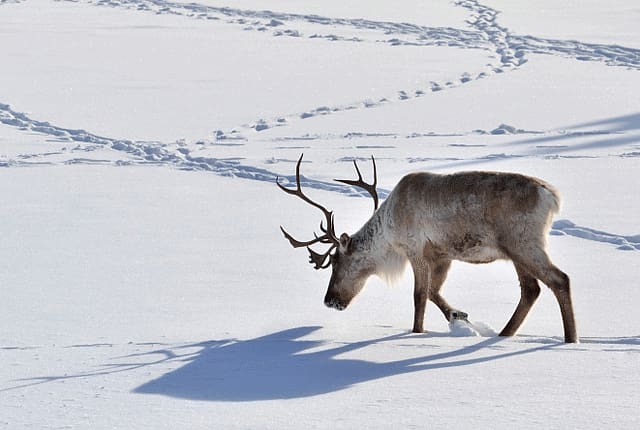 Santa Claus Boreal woodland caribou Deer Dog Animal track, Reindeer transparent background PNG clipart