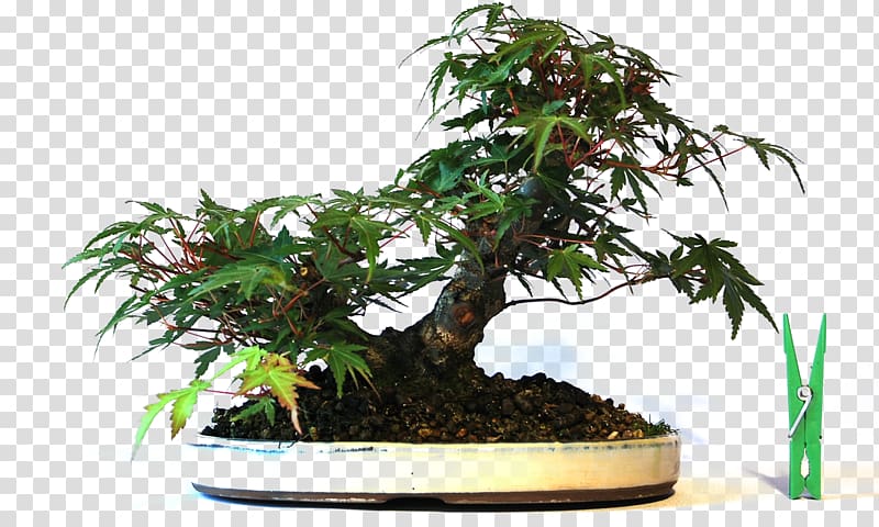 Chinese sweet plum Flowerpot Tree Sageretia, rheum palmatum transparent background PNG clipart