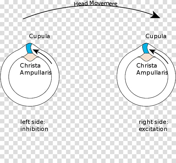 Semicircular canals Vestibular system Ampullary cupula Sense of balance Motion, Semicircular Canals transparent background PNG clipart