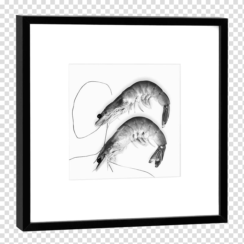 COGNOSCO Fotokunst & Design Mirror Frames Glass, prawn transparent background PNG clipart