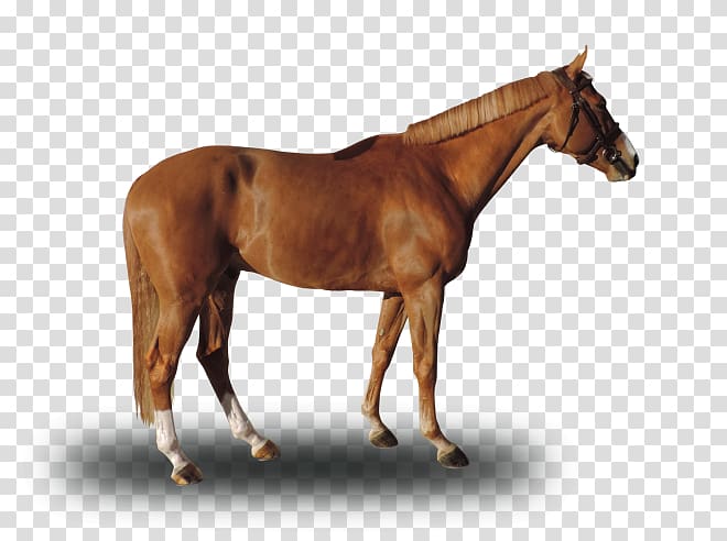 Mare Mustang Stallion Foal Colt, vice versa transparent background PNG clipart