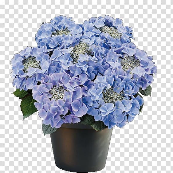 French hydrangea Flowerpot Ornamental plant, hydrangea transparent background PNG clipart