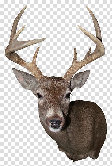 Elk White-tailed deer Reindeer Antler, large deer head transparent background PNG clipart