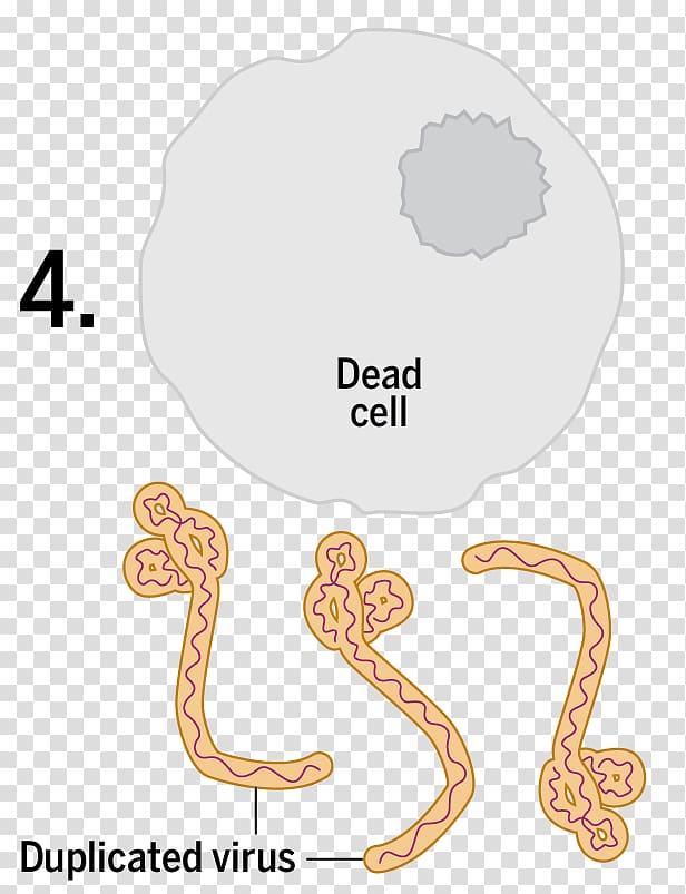 Vertebrate Reptile Organ , a number of cancer virus cell bodies transparent background PNG clipart