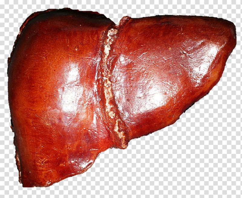 Liver Organ Human body Human anatomy, liver transparent background PNG clipart