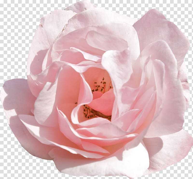 Rose Pink flowers Desktop Tulip, peony transparent background PNG clipart