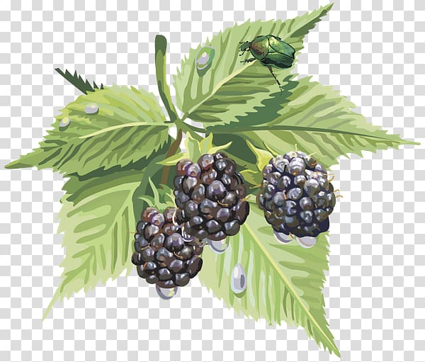 Mûre Auglis Mulberry, mulberry transparent background PNG clipart