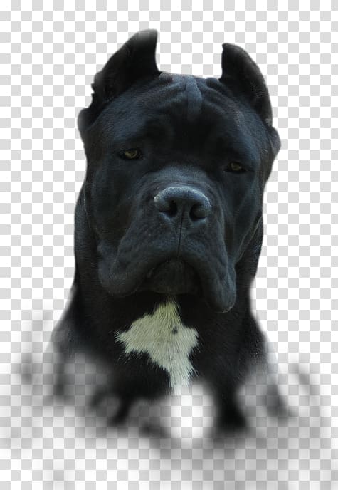 Cane Corso Presa Canario Dog breed Guard dog Snout, cane corso transparent background PNG clipart