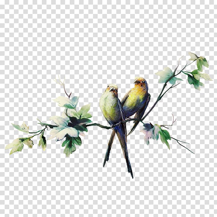 Bird Feather , Bird transparent background PNG clipart