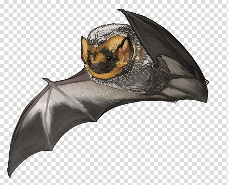 Kitti\'s hog-nosed bat Hoary bat Common vampire bat, Cute Bat Species transparent background PNG clipart