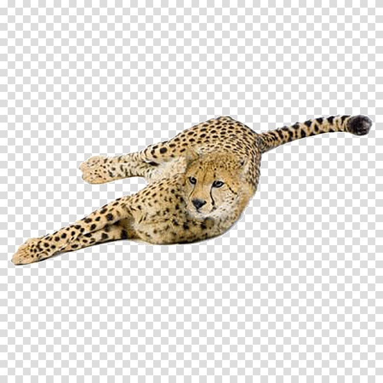 Cheetah Leopard Cat Eurasian lynx Felidae, leopard transparent background PNG clipart