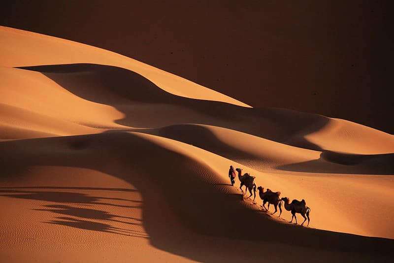 Sahara Camel train Desktop Caravan, camel transparent background PNG clipart