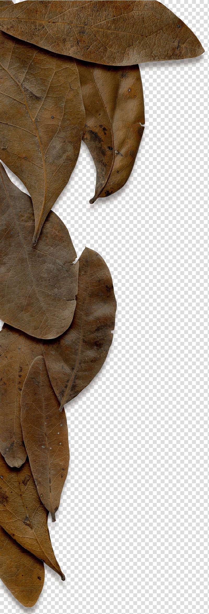 Leaf Wood, Commercial use transparent background PNG clipart