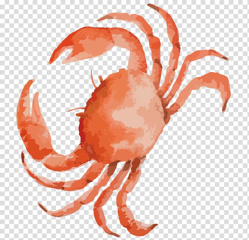 Free Download Crab Illustration Dungeness Crab Seafood Drawing