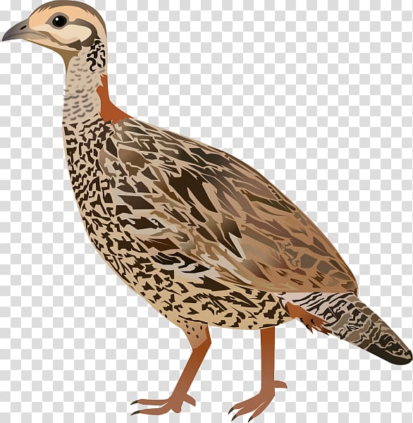 Chicken Bird Black francolin Grey francolin Phasianidae, chicken transparent background PNG clipart