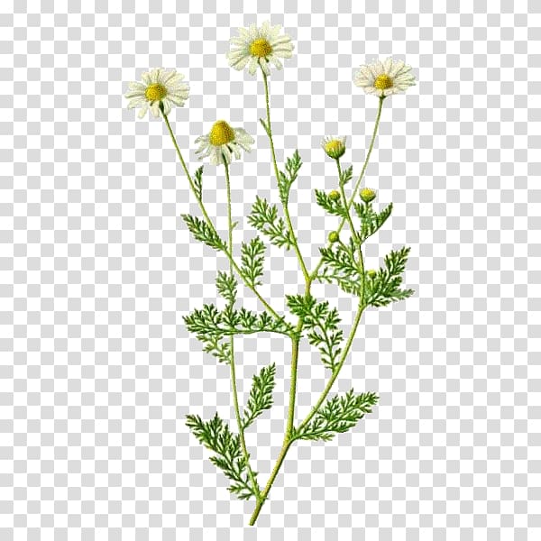 Roman chamomile Plant Herbal distillate Herbalism Flower, romaine transparent background PNG clipart