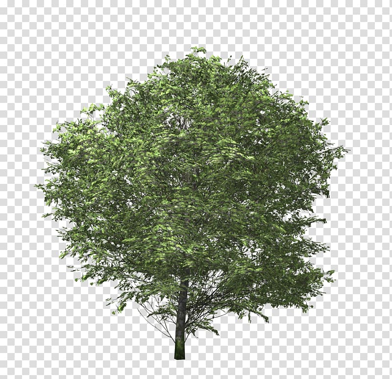 Tree Euonymus fortunei Shrub Branch, bushes transparent background PNG clipart