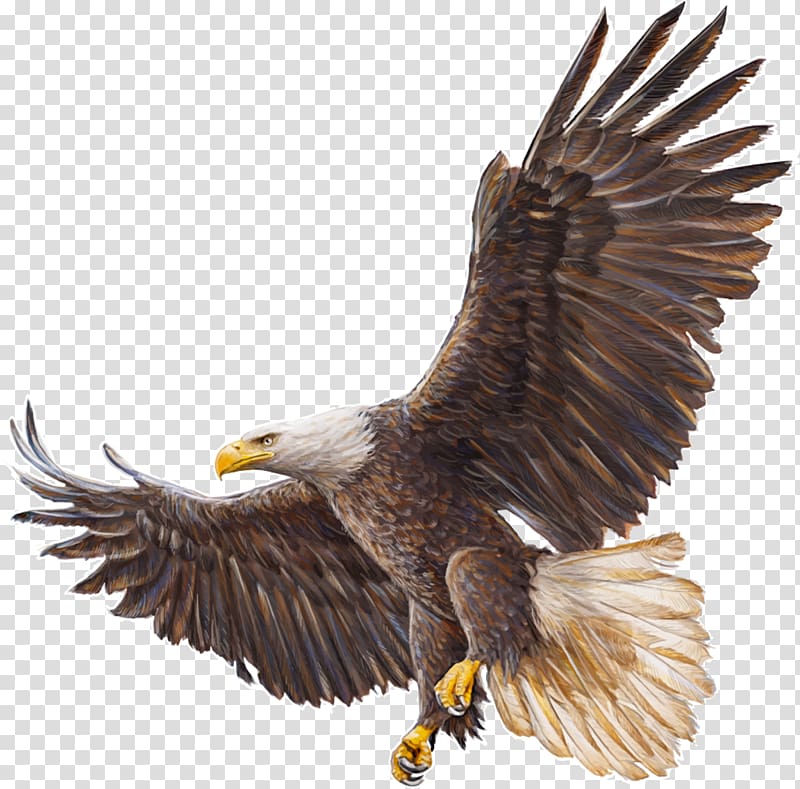 Bald Eagle Drawing, eagle transparent background PNG clipart | HiClipart