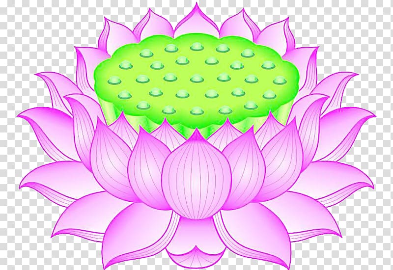 Nelumbo nucifera, Pink lotus seat material transparent background PNG clipart
