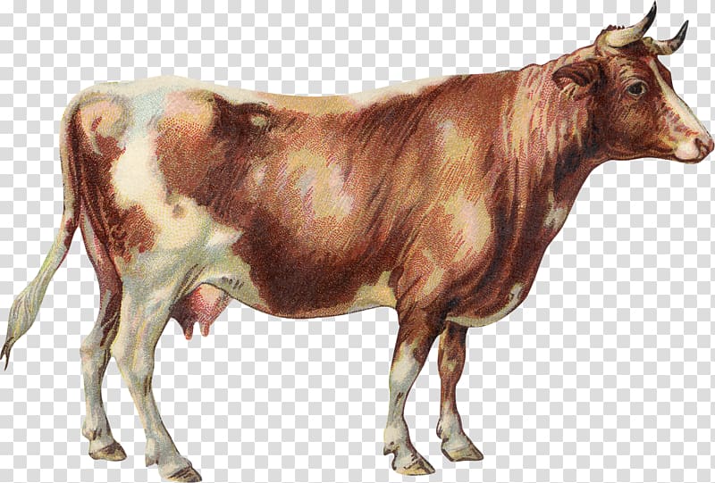 Dairy cattle Jersey cattle Zebu Lakenvelder cattle English Longhorn, bull transparent background PNG clipart