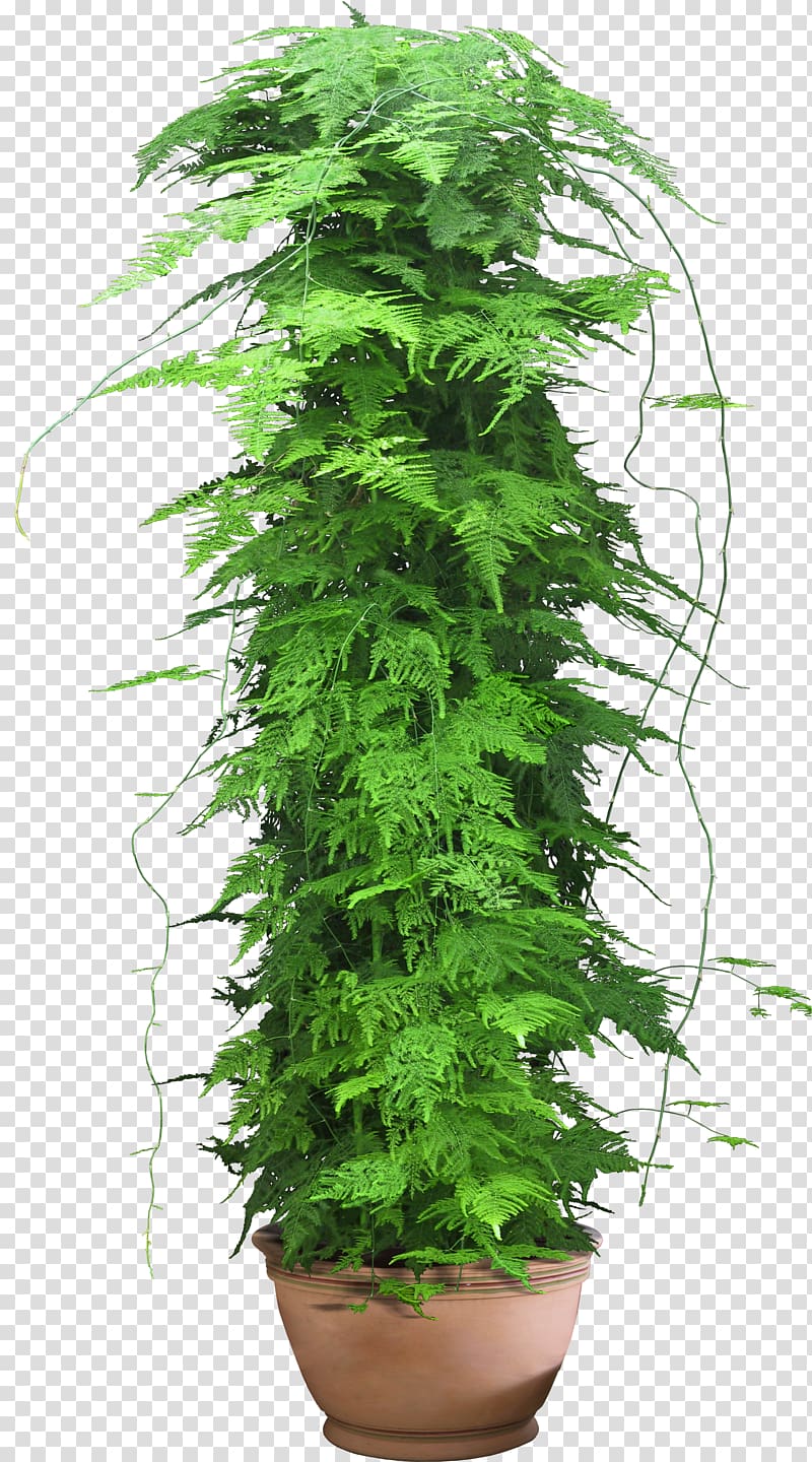 Web template Plant, flower pot transparent background PNG clipart