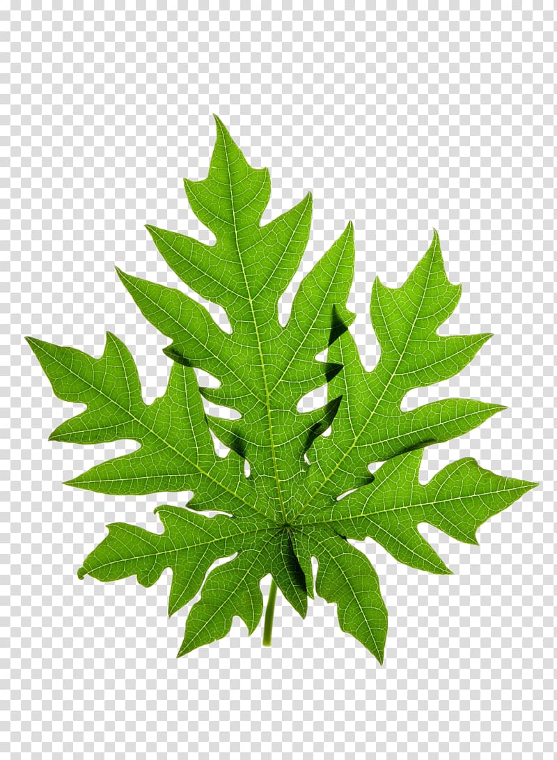 green papaya leaf illustration, Papaya leaf , Green leaves transparent background PNG clipart