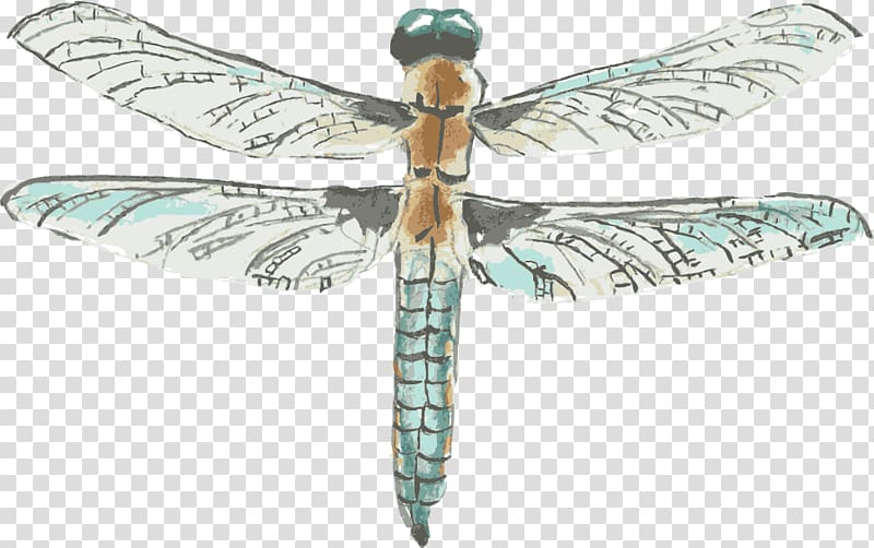 Dragonfly Drawing Watercolor painting, Drawing dragonfly transparent background PNG clipart