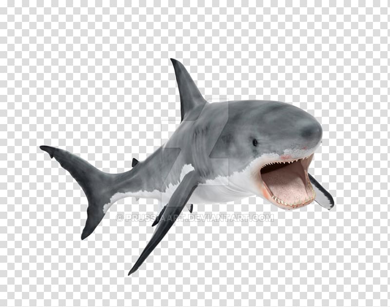 Great white shark Tiger shark Whale shark Requiem shark, shark ...