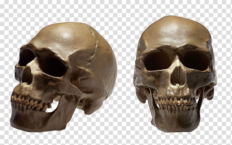Skull No Homo sapiens Therapy Ga, Human skeleton cranial head transparent background PNG clipart