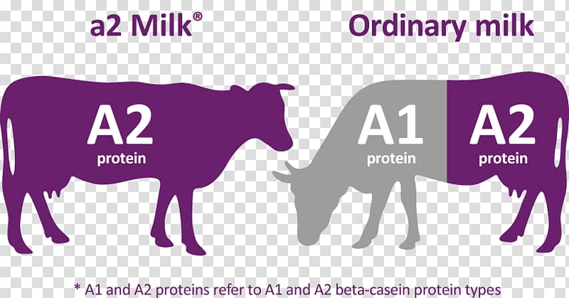 The a2 Milk Company Cattle Dairy Products, a2 milk transparent background PNG clipart