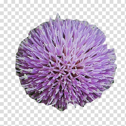 Milk thistle Plant milk, Round Milk Thistle material transparent background PNG clipart