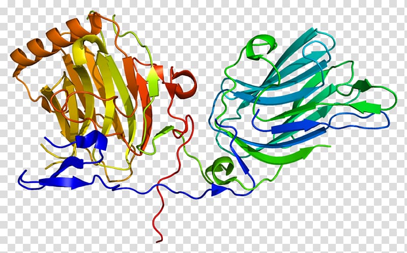GAS6 Protein Receptor tyrosine kinase Gla domain, granule transparent background PNG clipart