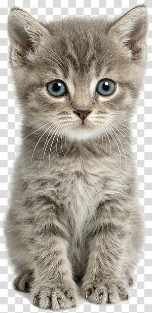 Tiny Kitten Sitting transparent background PNG clipart thumbnail