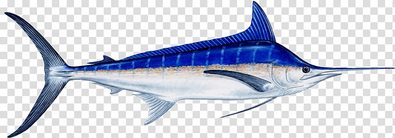 Marlin fishing Atlantic blue marlin Recreational fishing Billfish, Fishing transparent background PNG clipart