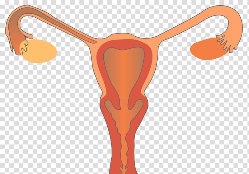 Female reproductive system Reproductive health Woman, woman transparent background PNG clipart