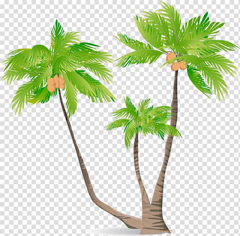 Arecaceae Green Coconut Illustration, Green cartoon coconut tree transparent background PNG clipart