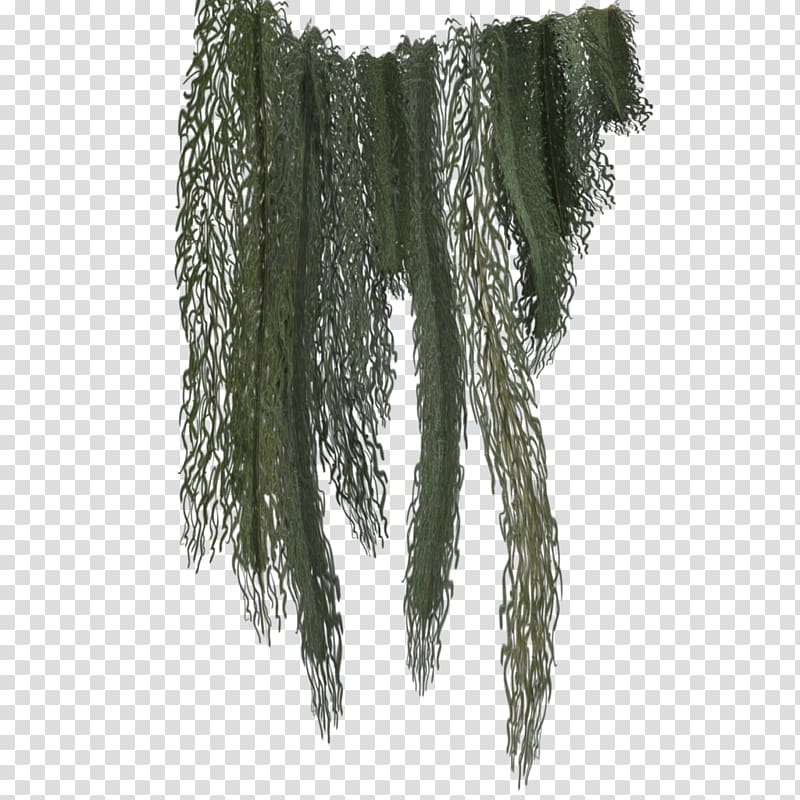 Tree Spanish moss, climbing transparent background PNG clipart