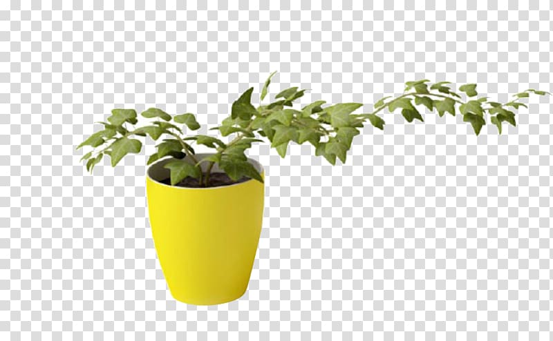 Plant Vine 3D modeling Vase, Health Pot transparent background PNG clipart