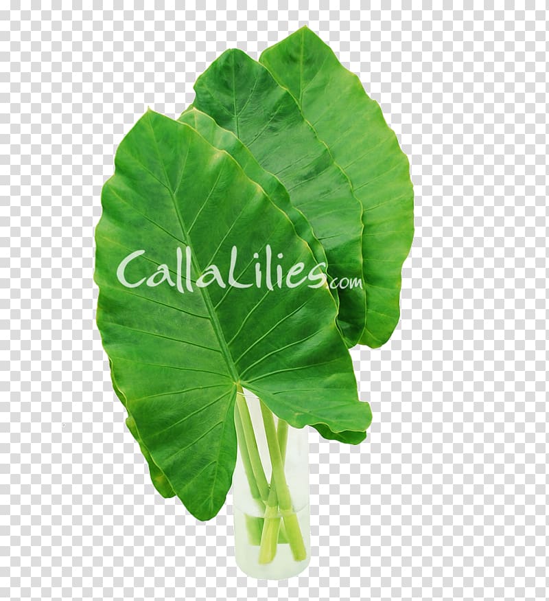Leaf vegetable Taro Alocasia Plant stem, monstera transparent background PNG clipart