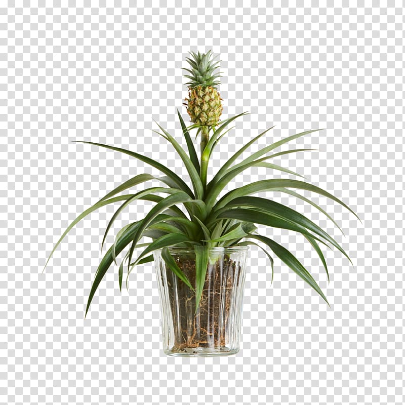Pineapple Embryophyta Houseplant Flowerpot Shrub, Blumen transparent background PNG clipart