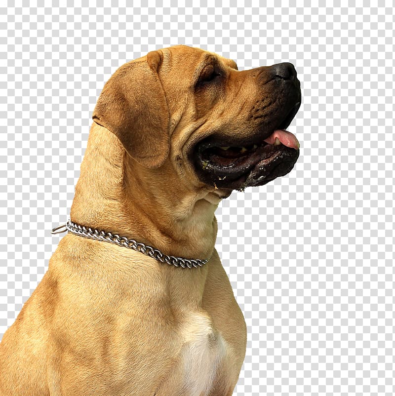 adult tan English mastiff, Dog grooming Cat Pet Animal, Dog transparent background PNG clipart