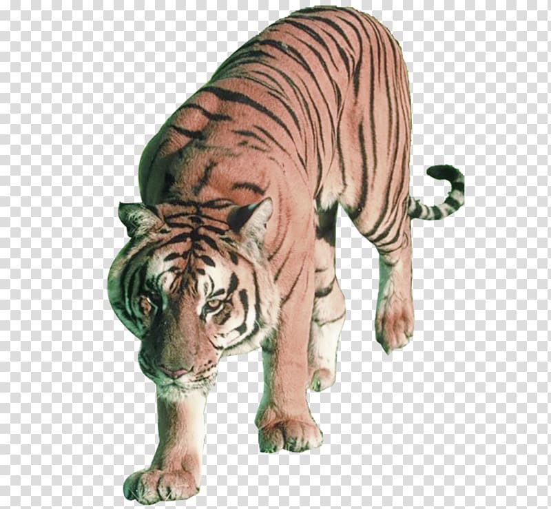 Lion Sumatran tiger Bengal tiger Siberian Tiger Felidae, Tiger Tiger transparent background PNG clipart