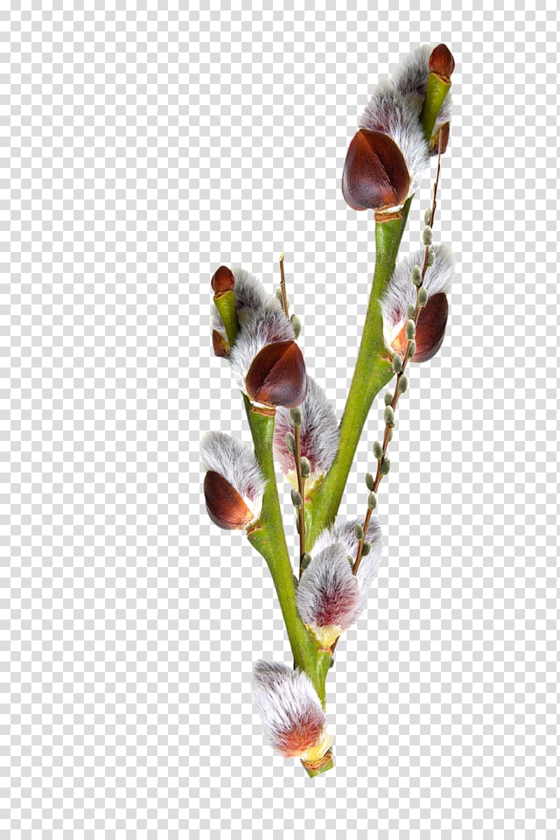Willow Palm Sunday LiveInternet , others transparent background PNG clipart