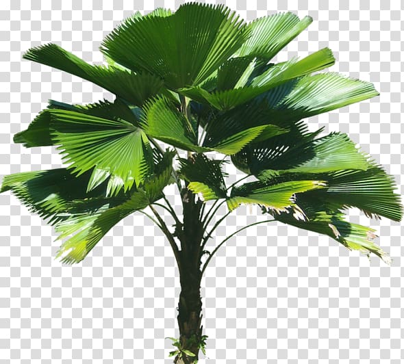 Licuala grandis Arecaceae Tree Plant, tree transparent background PNG clipart