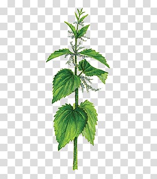 green leafed plant illustration, Blossoming Nettle transparent background PNG clipart
